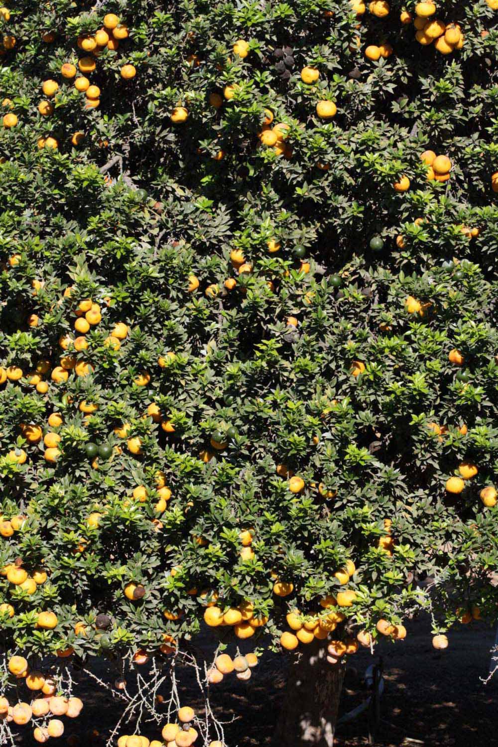            Habit (Riverside, CA)   